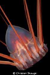 Alien of the Deep - the deep-sea jelly Periphylla periphy... by Christian Skauge 